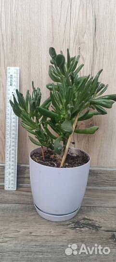 Красула хоббит