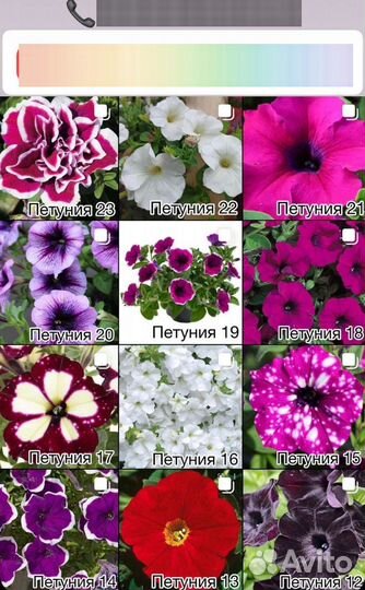 Петуния