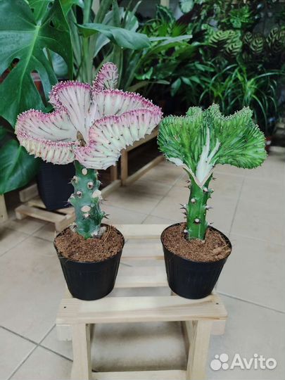 Эуфорбия лактея кристата