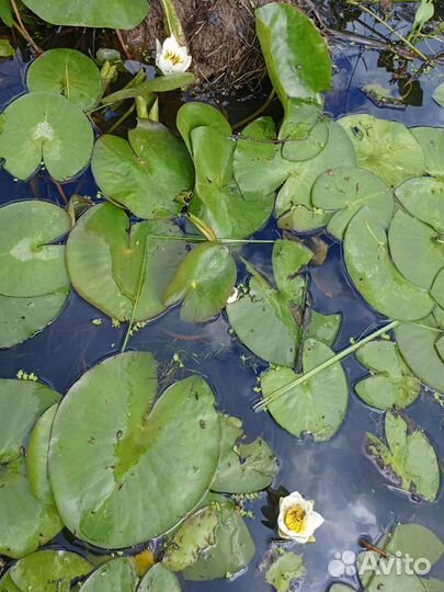 Цветок лилия в пруд