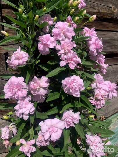 Многолетник лиана махровая, зимует