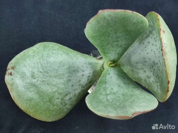 Крассула Сильвер доллар