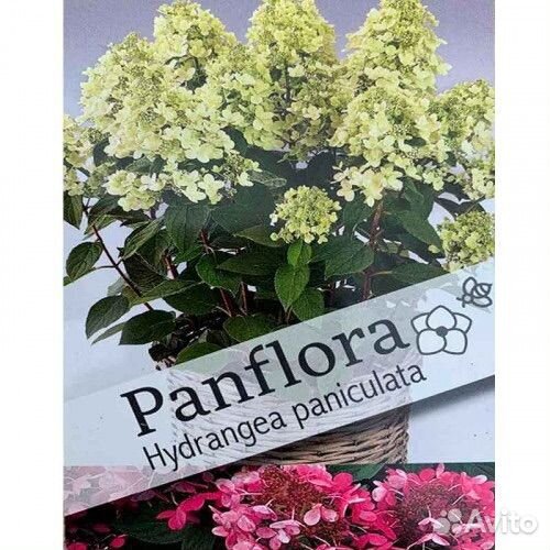 Гортензия метельчатая серии пан