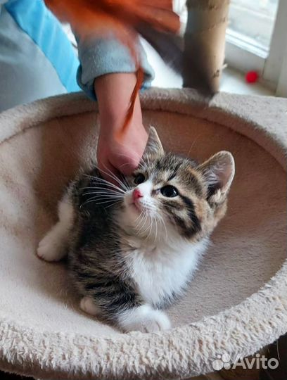 Котёнок 2,5 месяца