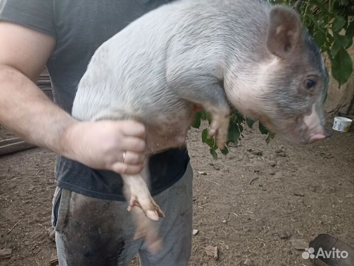 Вьетнамские поросята