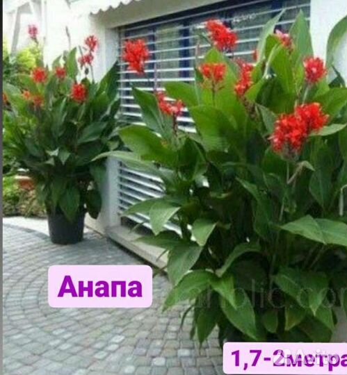 Канны 4 сорта клубни цветы