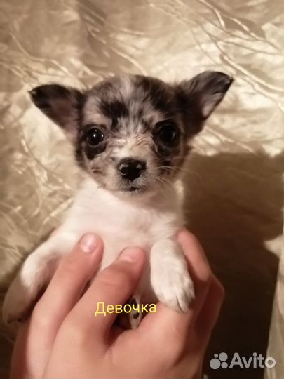 Щенки чихуахуа