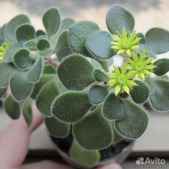 Аихризон. Суккулент, родственник толстянки