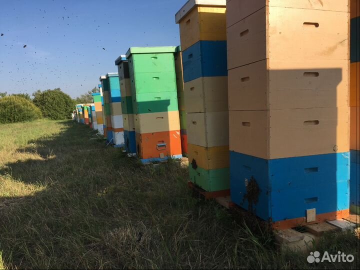 Мед оптом с пасеки Араптанова Н. А
