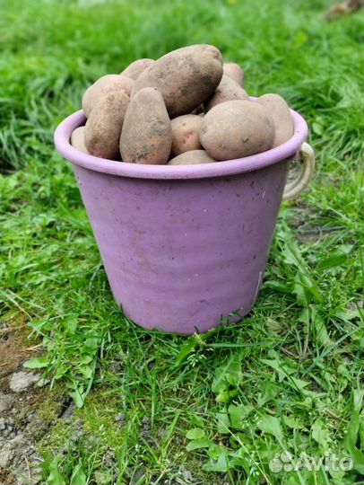 Продам картофель с доставкой
