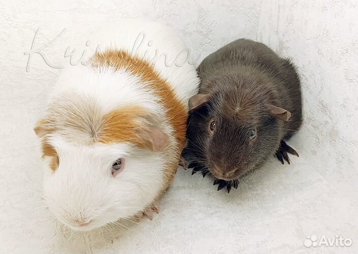 Две морские свинки вместе (самцы)