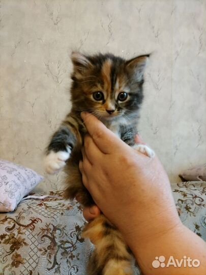 Кошка в дар