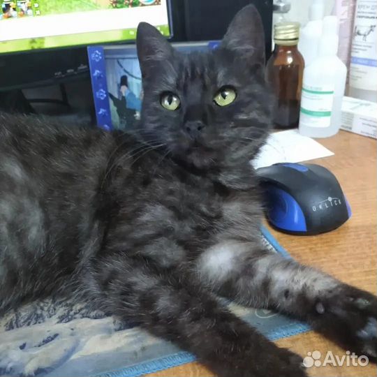 Кошечка Люси ищет дом