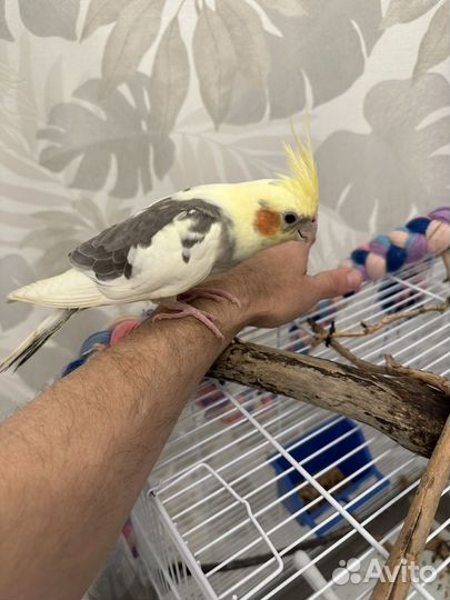 Птенец Кореллы