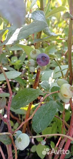 Саженцы Голубики