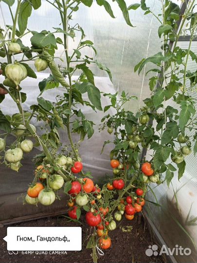 Рассада томатов