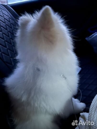 Померанский шпиц