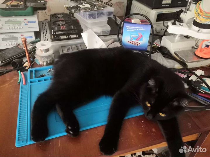 Котята Японский бобтейл, микрорысь