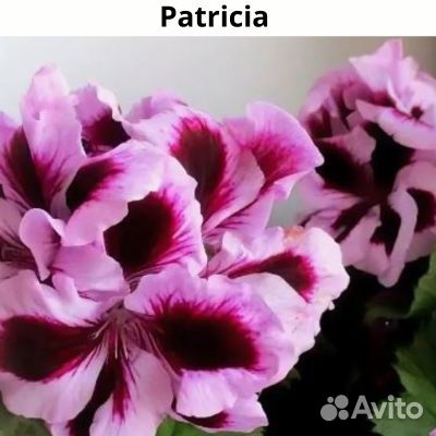 Пеларгонии сортовые