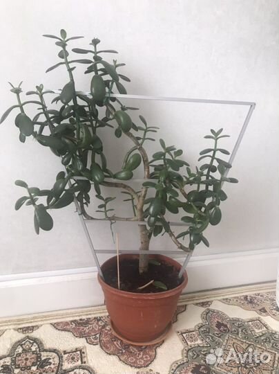 Толстянка (денежное дерево)