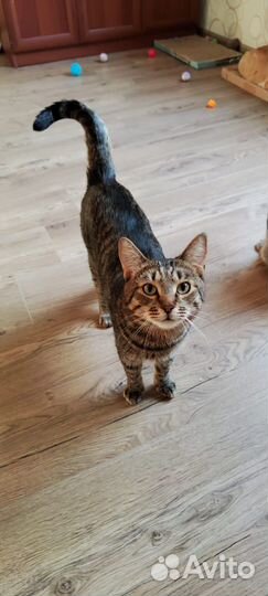 Ласковый кот