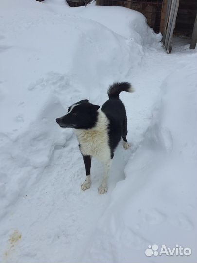 Русско европейская лайка