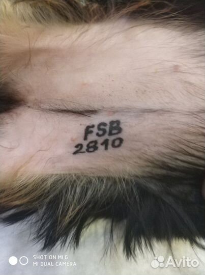 Клеймение щенков, собак, выезд к пометам спб и ло