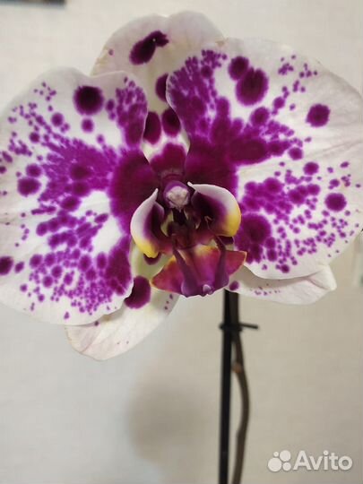 Орхидея фаленопсис