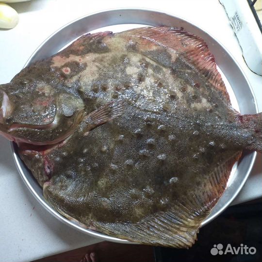 Камбала калкан