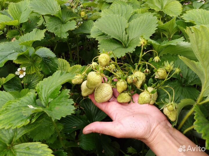 Клубника рассада