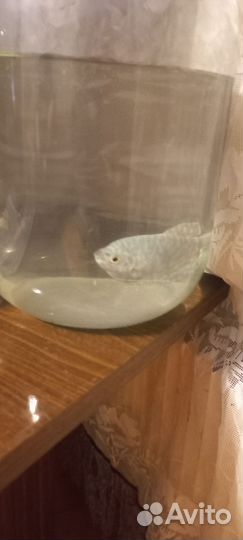 Аквариумная рыбка Мраморный гурами