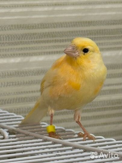 Птенцы канарейка и два кенара (распеваются)