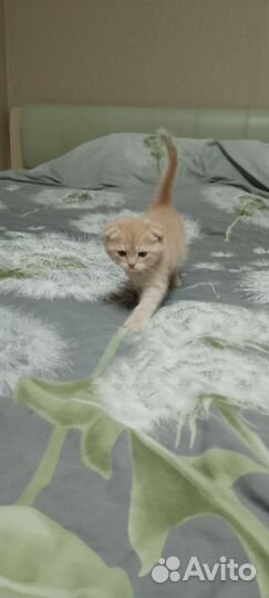 Британский кот