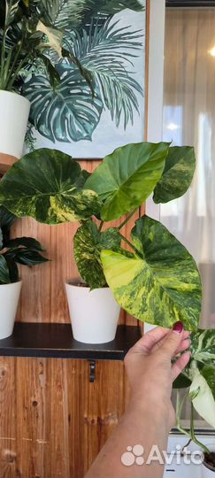 Алоказия гагеана вар, Адениум, Монстера альба