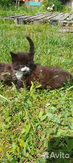 Котята мейн-кун бесплатно