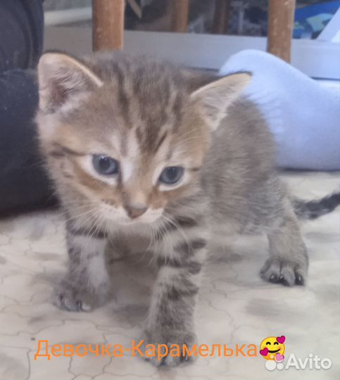 Котята