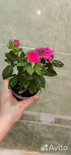Комнатные растения розы