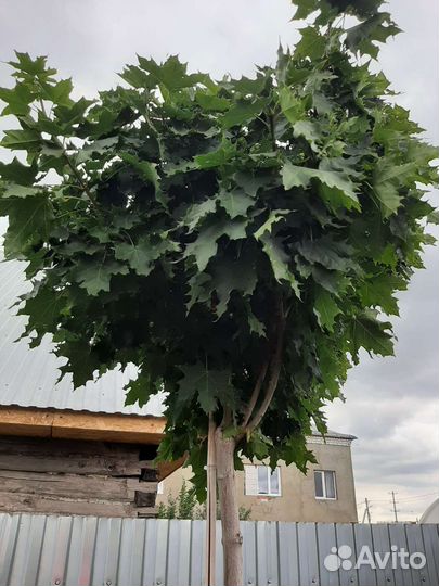 Клен остролистный на штамбе