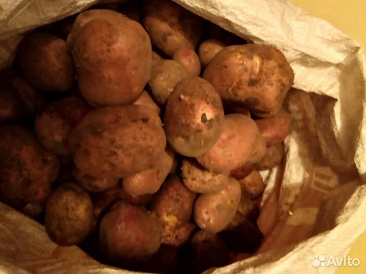 Продам картофель
