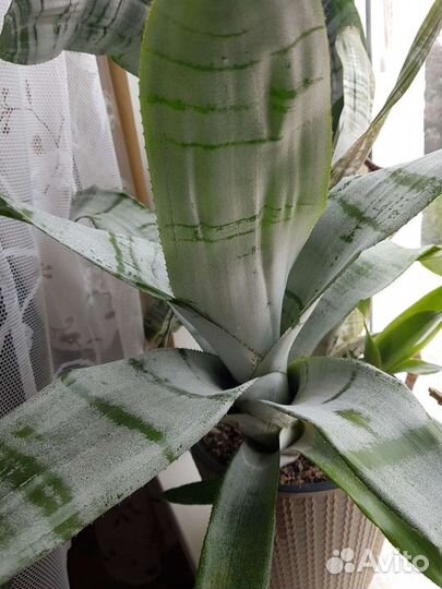 Эхмея полосатая