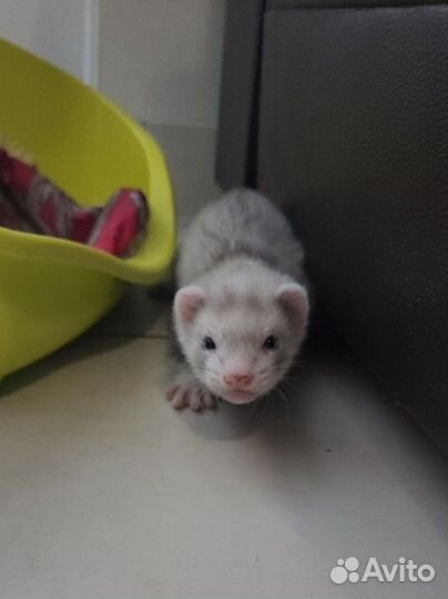 Хорек экзот