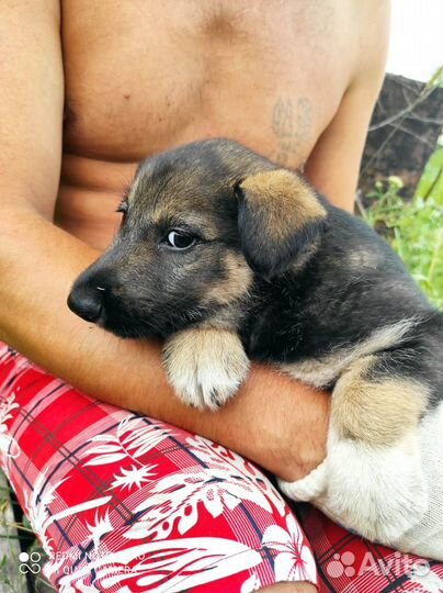 Щеночки в добрые руки. Все мальчики. 1.5 месяца