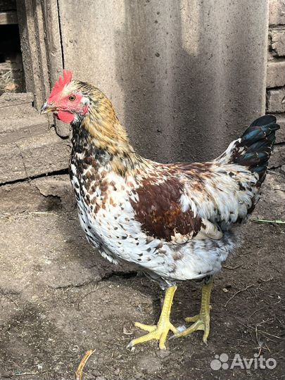 Молодые петухи