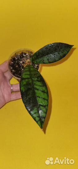 Хойя callistophylla Black Cat