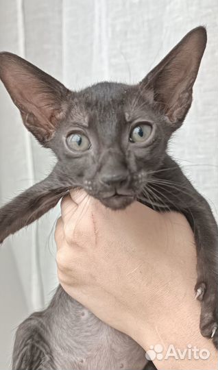 Ориентальные котята