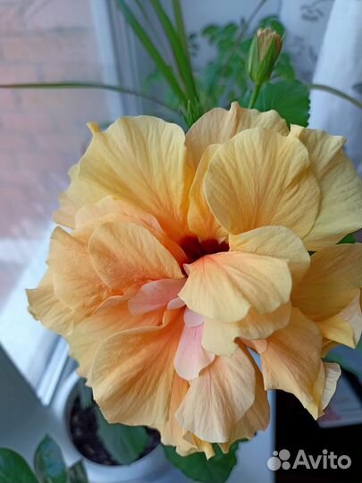 Гибискус китайская роза персиковая