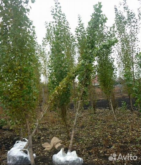 Тополь Пирамидальный