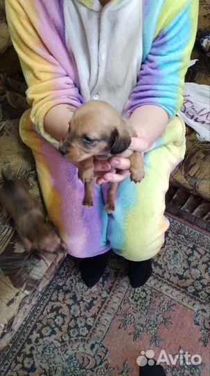 Щенки таксы