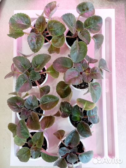 Фиалка сн-Вальс цветов