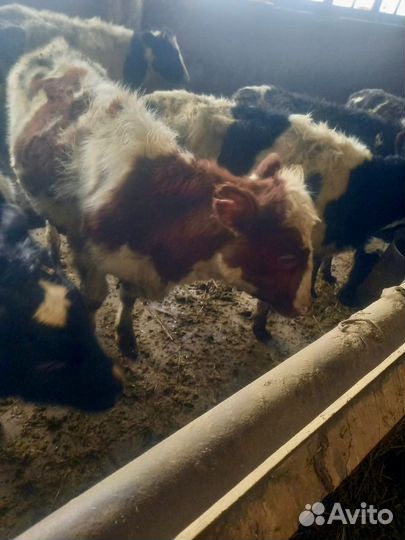 Тёлки до года